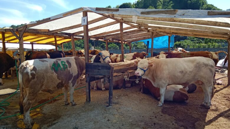  PAZAR’DA KURBANLIKLAR  ALICILARINI BEKLİYOR.