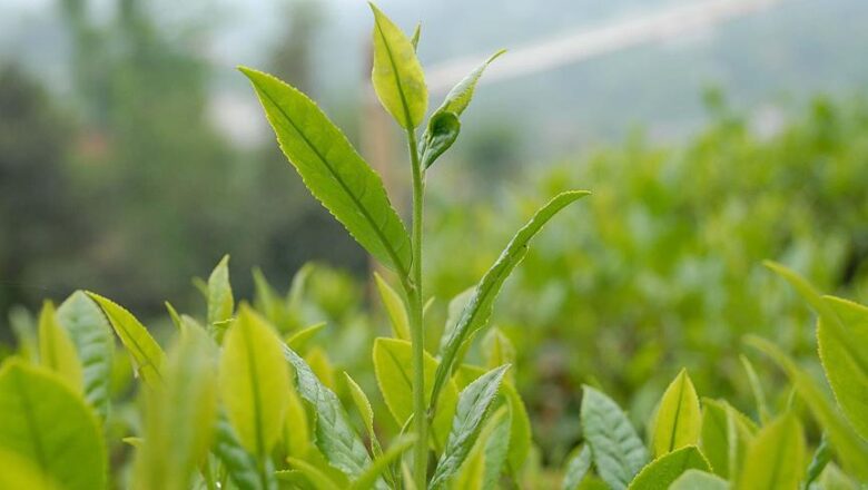  YAŞ ÇAY PARASI AÇIKLANDI.