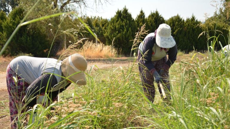  Uygulamalı eğitim programları BAÇEM’in kalitesini artırıyor – Birlik Haber Ajansı