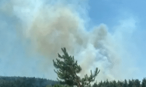 Köyceğiz’de orman yangınına müdahale sürüyor – Birlik Haber Ajansı