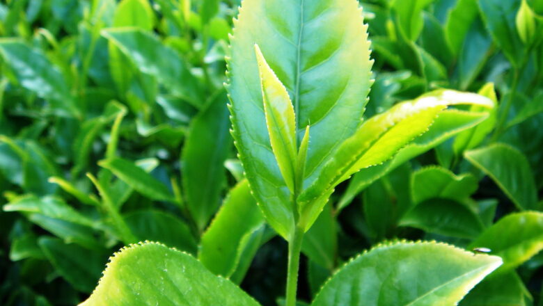  RİZE  ÇAYKUR’DA  3 . SÜRGÜN  ÇAY ALIMI  BU GÜN   ( 03.09.25 )  BAŞLADI…