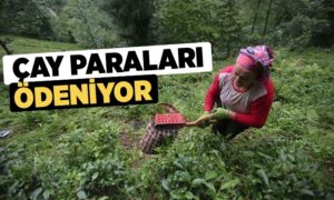 ÇAY ÜRETİCİLERİ, 9. AYIN ÇAY PARALARINI 1 KASIM’DA ALACAKLAR..