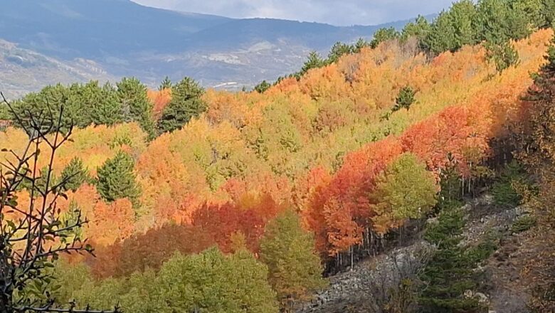 Beypazarı yaylalarında renk cümbüşü yaşanıyor – Birlik Haber Ajansı