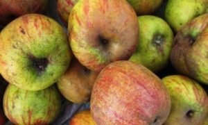 PAZAR ELMASINA COĞRAFİ İŞARET BAŞVURU SÜRECİ BAŞLATILDI..