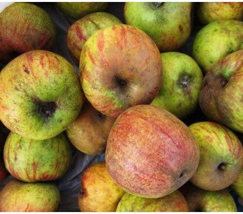  PAZAR ELMASINA COĞRAFİ İŞARET BAŞVURU SÜRECİ BAŞLATILDI..