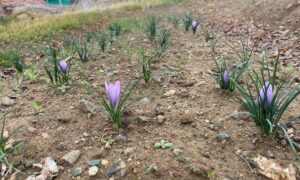 Kralların Baharatı Kırıkkale’de toprakla buluştu – Birlik Haber Ajansı