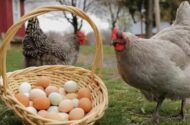 Tavuk eti üretimi artarken yumurta azaldı – Birlik Haber Ajansı