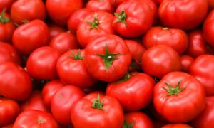 Domates ihracatı 2025’te 401 milyon doları aştı – Birlik Haber Ajansı